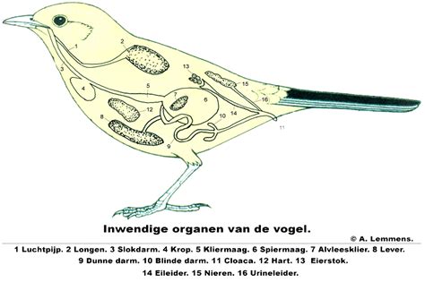   De Schitterende Vogels: Een Exploratie van de Geometrische Fantasie van Miguel Ángel Gómez