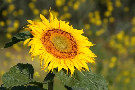  De Zonnebloem: Een Stralende Ode aan de Aardelijke Schoonheid