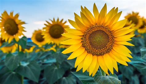  Zonnebloemen met Spiraalvormige Compositie! Een Ontroerende Verkenning van Licht en Ruimte